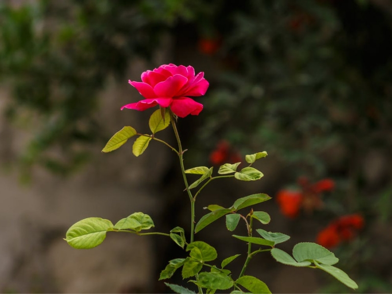How to plant and care for my roses 2