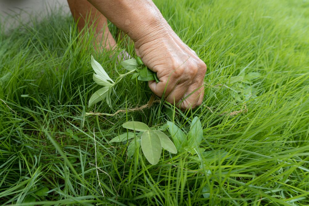 Medium-Seezon - Weeding advice - grass weeds