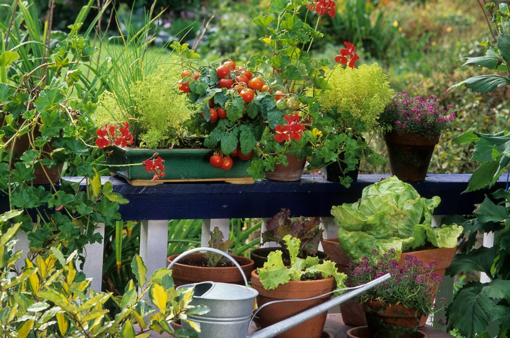 Medium-Seezon -What vegetables should I grow on my balcony