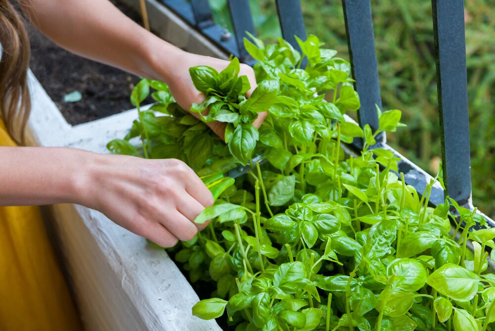 basil pot