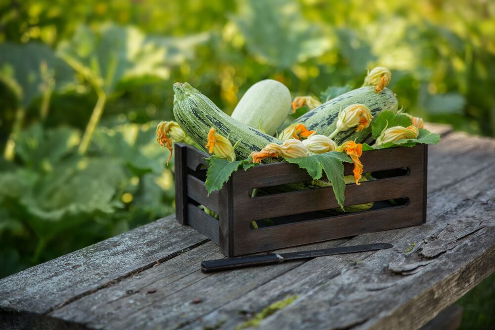 squash in box