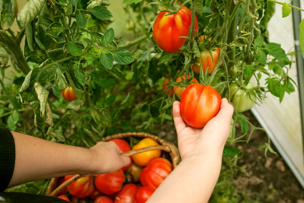 picking tomatoes