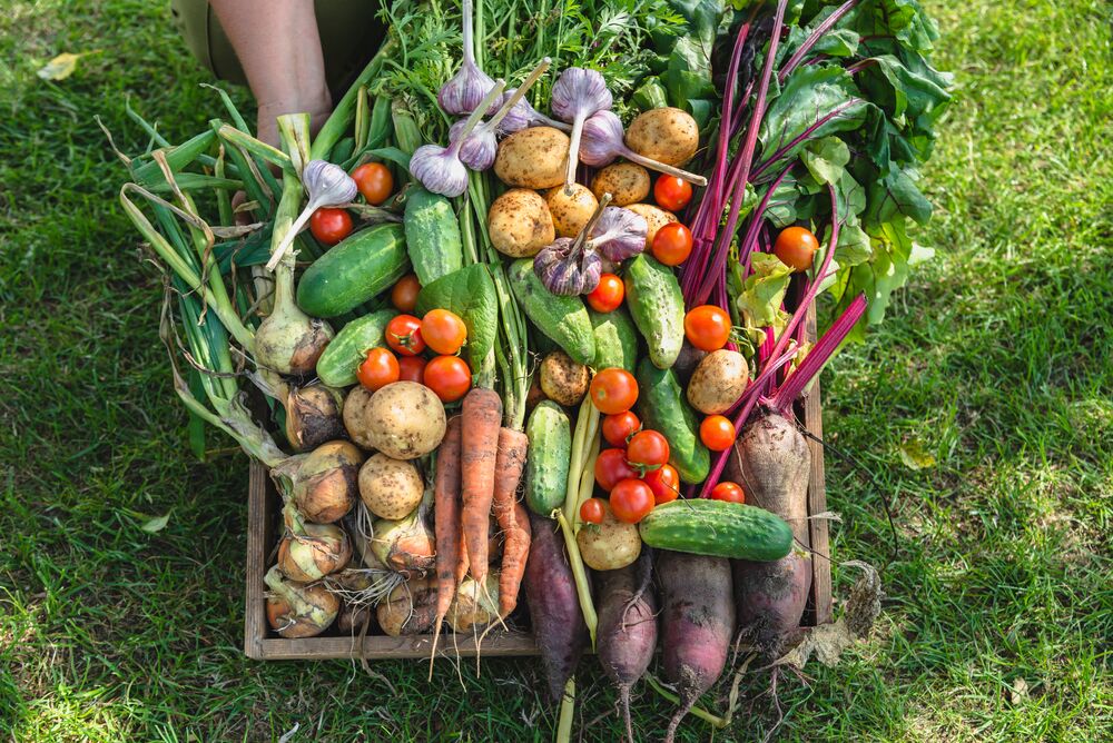 Medium-Seezon &#8211; vegetables gardening &#8211; potager