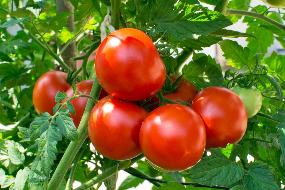 tomatoes