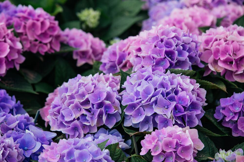 Medium-iStock-958575724 (1)