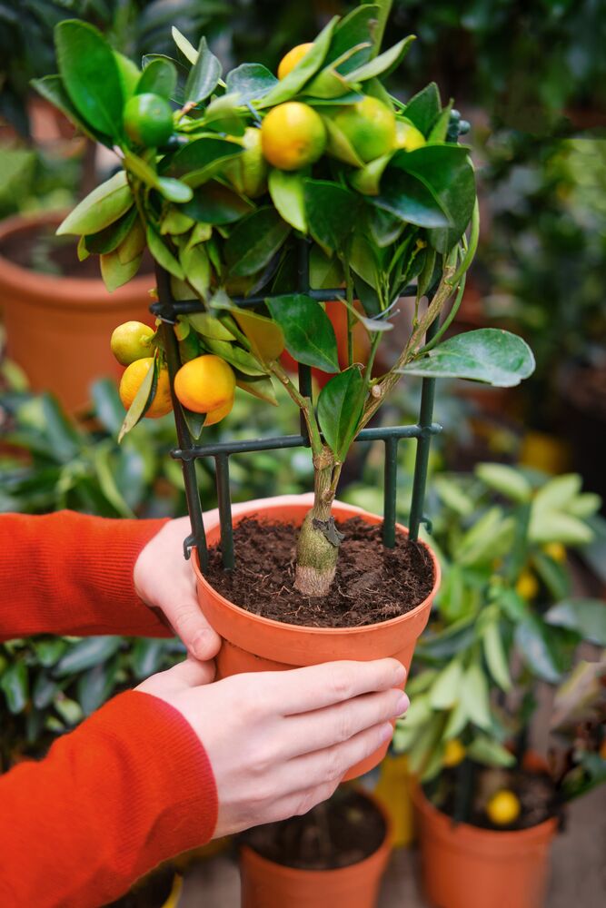 citrus plant in pot