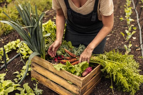 women harvesting vegetables
