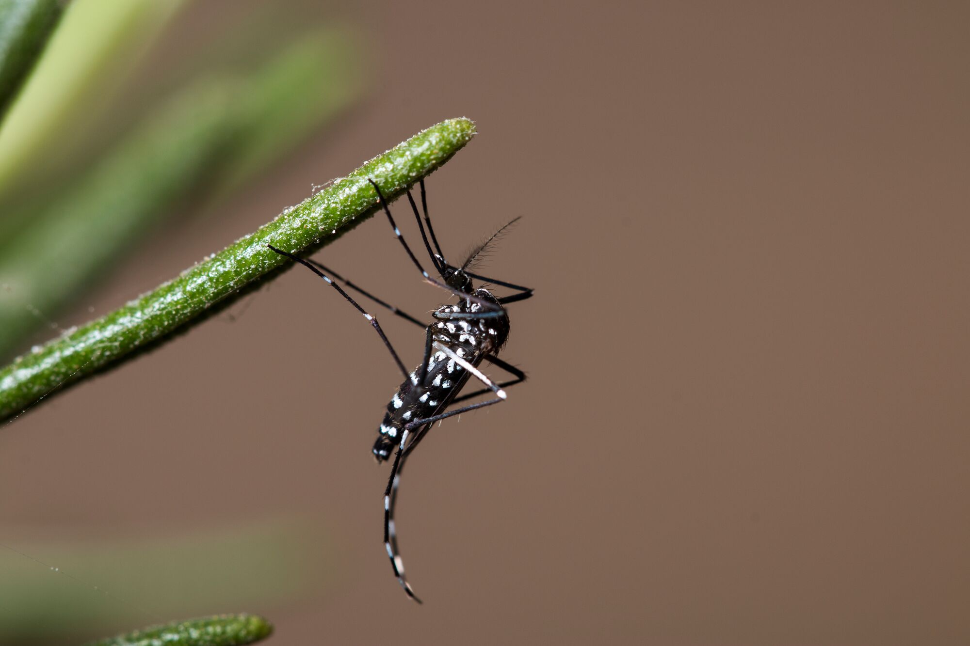 XLarge-Seezon-Everything you need to know about tiger mosquitoes 1