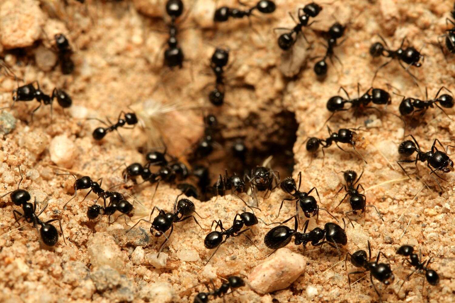 Large-Seezon - How to get rid of ants 3 - ant nest (1)