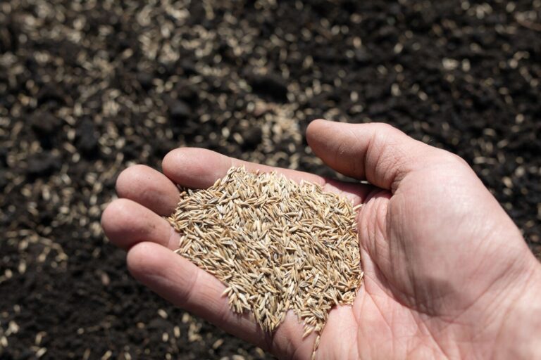 Large-Seezon how to plant grass 2